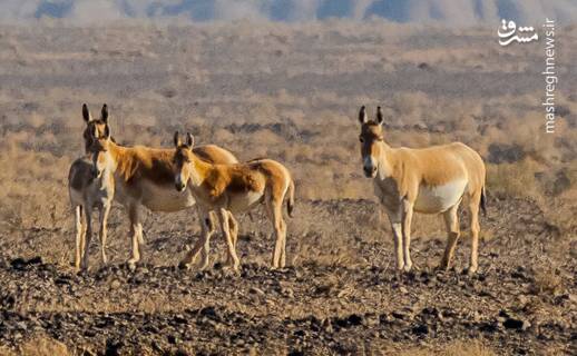 احياي،حفاظت،محيط