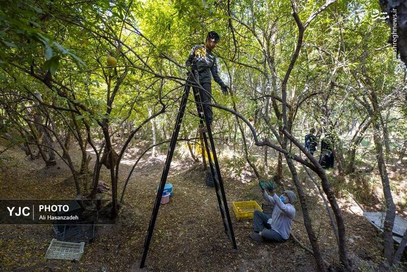 عکس / برداشت انار از باغهای یزد 29