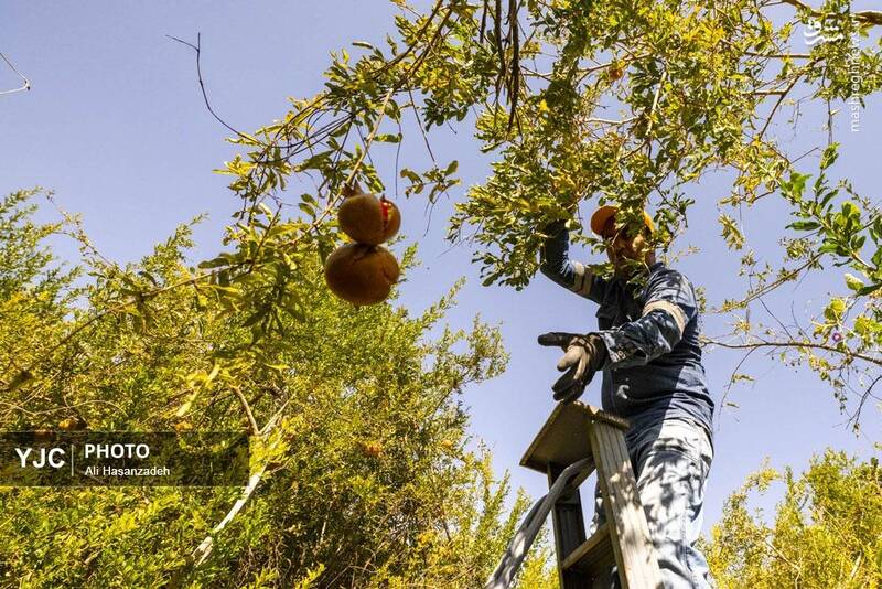 عکس / برداشت انار از باغ‌های یزد 28