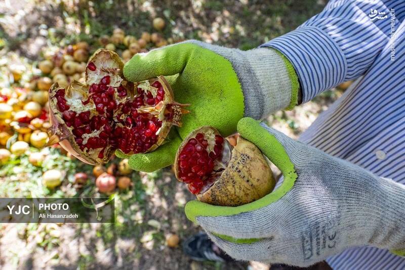 عکس / برداشت انار از باغهای یزد 27