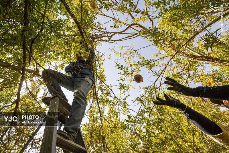 عکس / برداشت انار از باغ‌های یزد 26