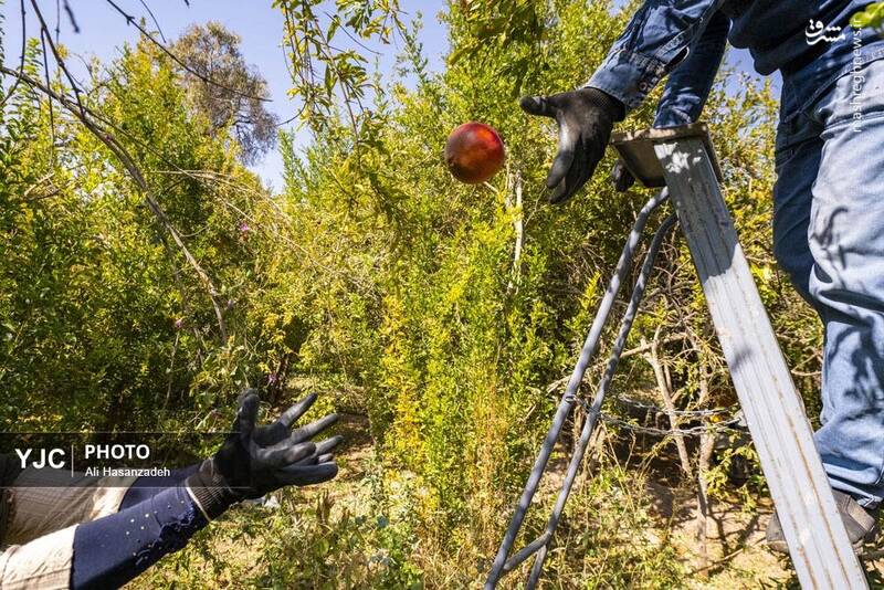 عکس / برداشت انار از باغهای یزد 25