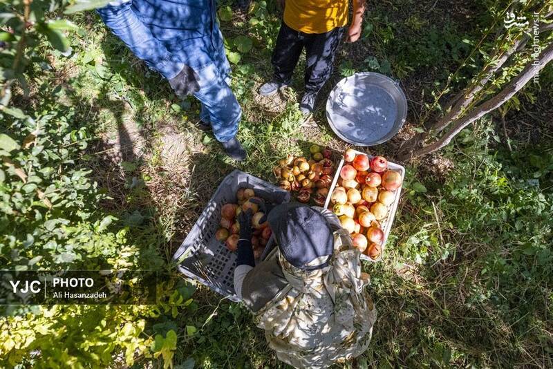 عکس / برداشت انار از باغ‌های یزد 24