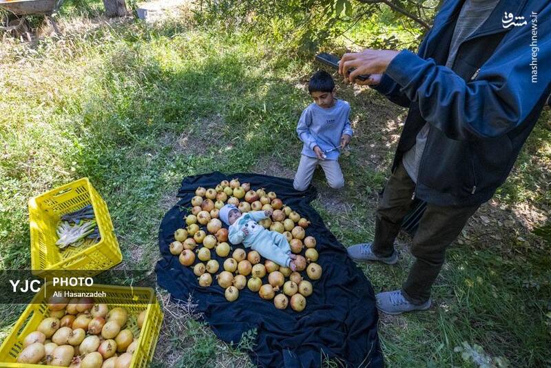 عکس / برداشت انار از باغ‌های یزد 23