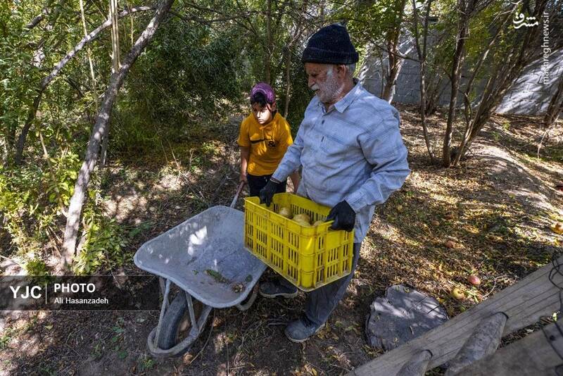عکس / برداشت انار از باغهای یزد 22