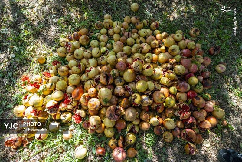 عکس / برداشت انار از باغهای یزد 21