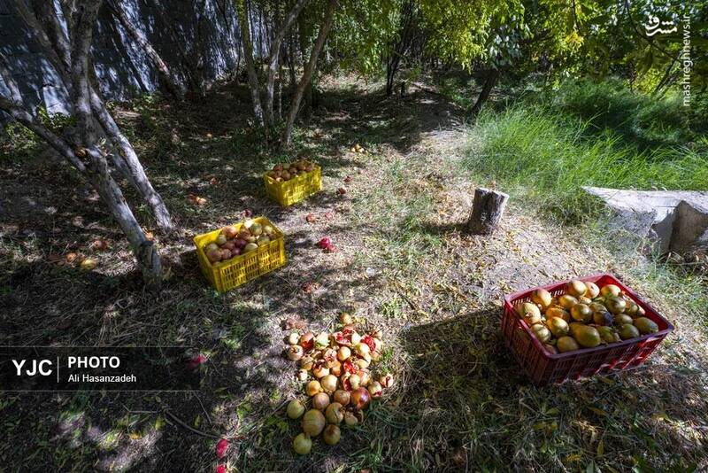 عکس / برداشت انار از باغ‌های یزد 20