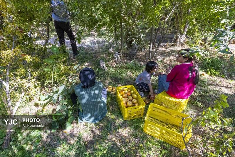 عکس / برداشت انار از باغ‌های یزد 19