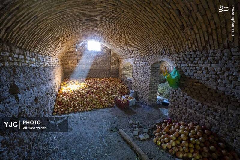 عکس / برداشت انار از باغ‌های یزد 18