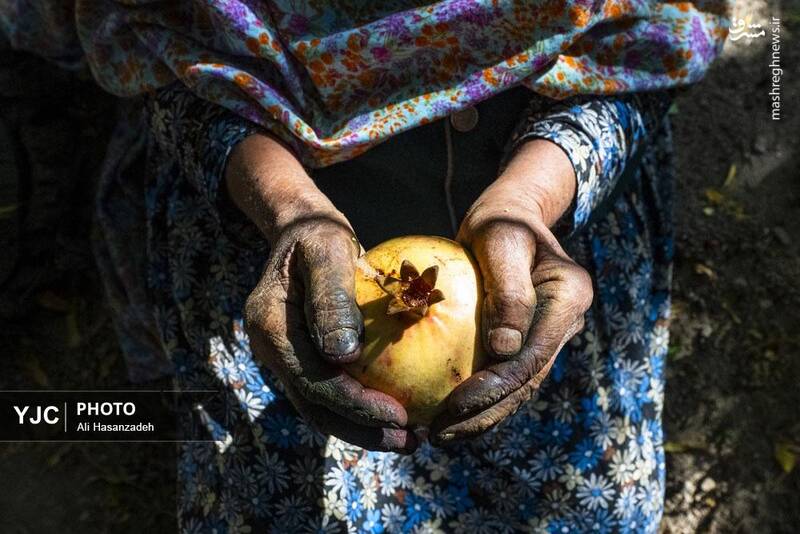 عکس / برداشت انار از باغ‌های یزد 17