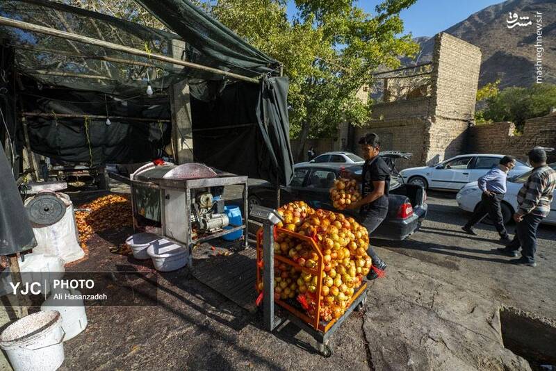 عکس / برداشت انار از باغ‌های یزد 31