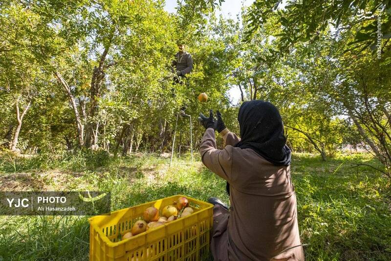 عکس / برداشت انار از باغهای یزد 16