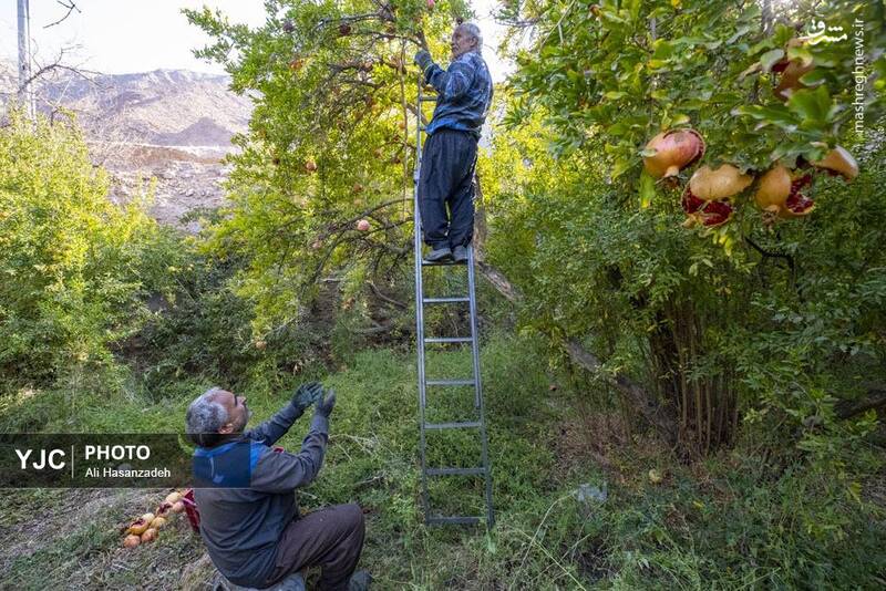 عکس / برداشت انار از باغهای یزد 15