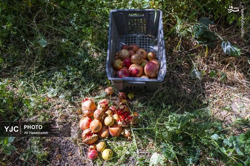 عکس / برداشت انار از باغ‌های یزد 14