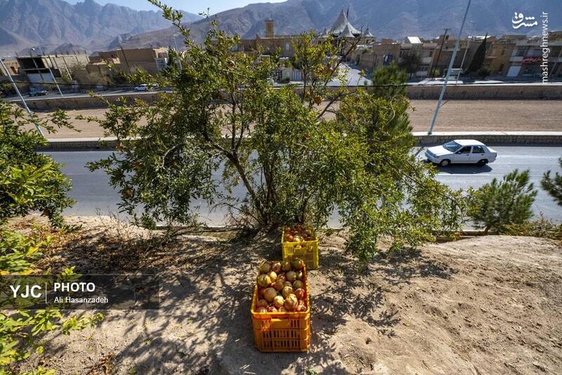 عکس / برداشت انار از باغهای یزد 30