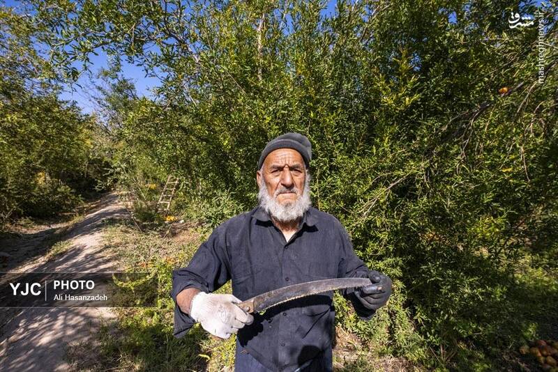 عکس / برداشت انار از باغ‌های یزد 13