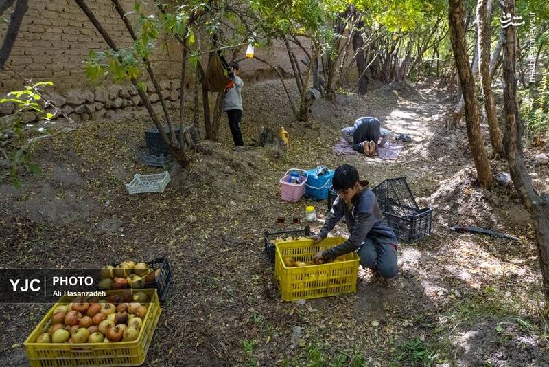 عکس / برداشت انار از باغهای یزد 12