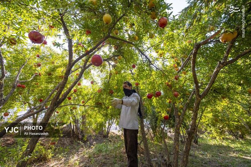 عکس / برداشت انار از باغهای یزد 11