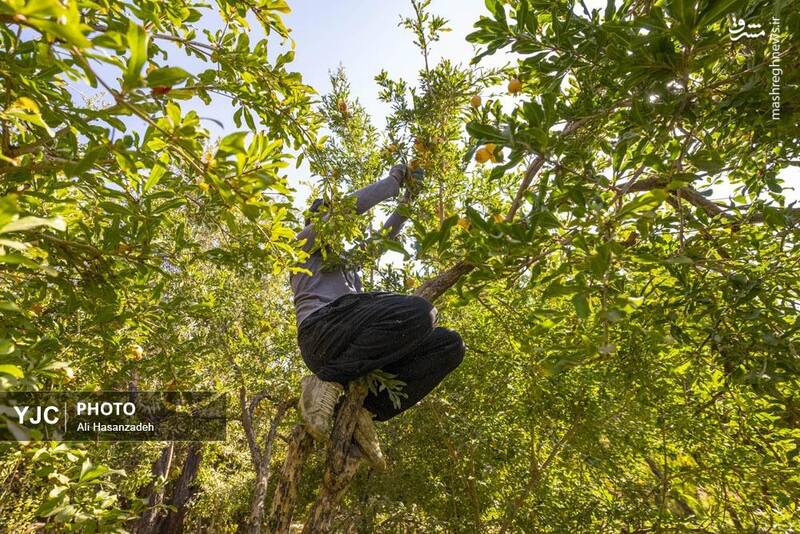 عکس / برداشت انار از باغهای یزد 10