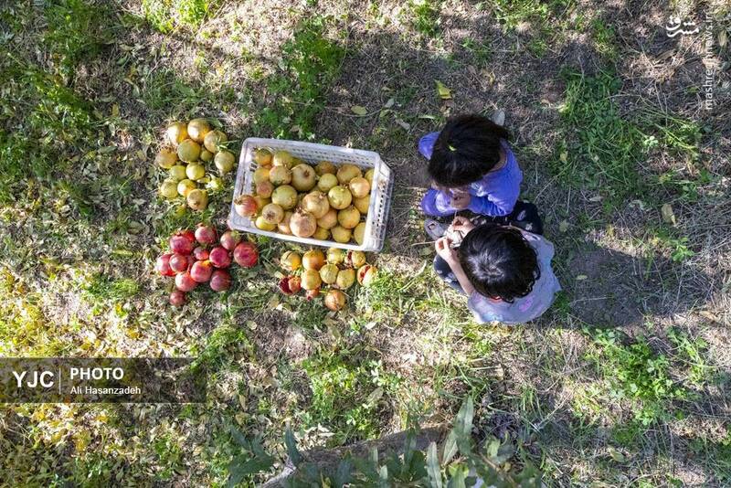 عکس / برداشت انار از باغهای یزد 9
