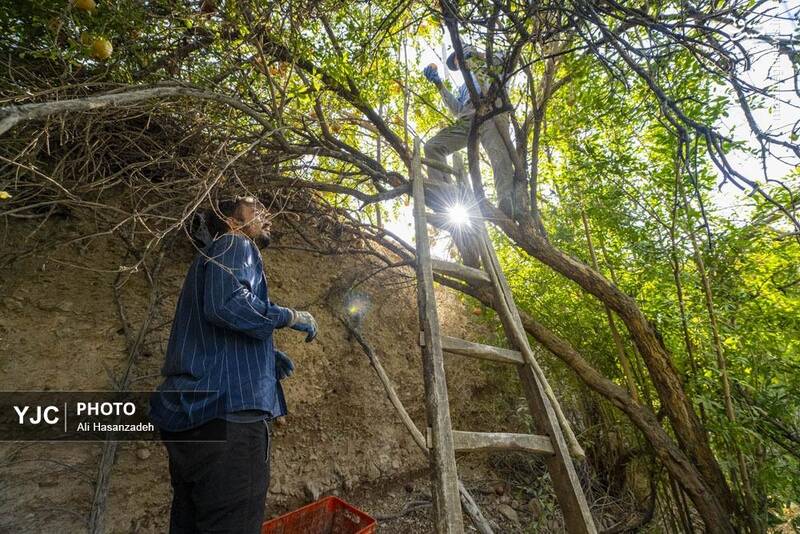 عکس / برداشت انار از باغهای یزد 8