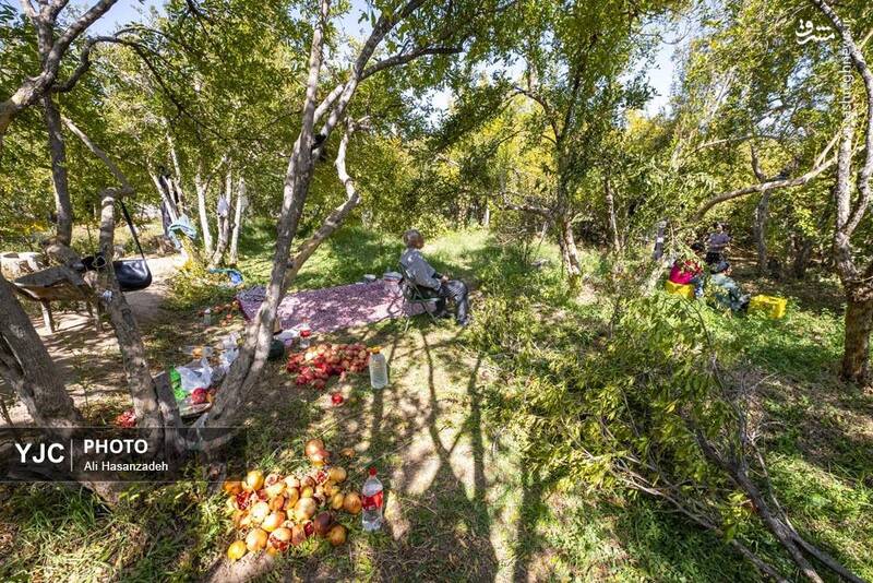 عکس / برداشت انار از باغهای یزد 7