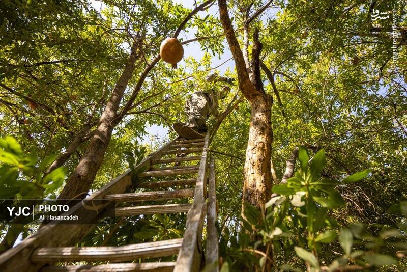 عکس / برداشت انار از باغهای یزد 6