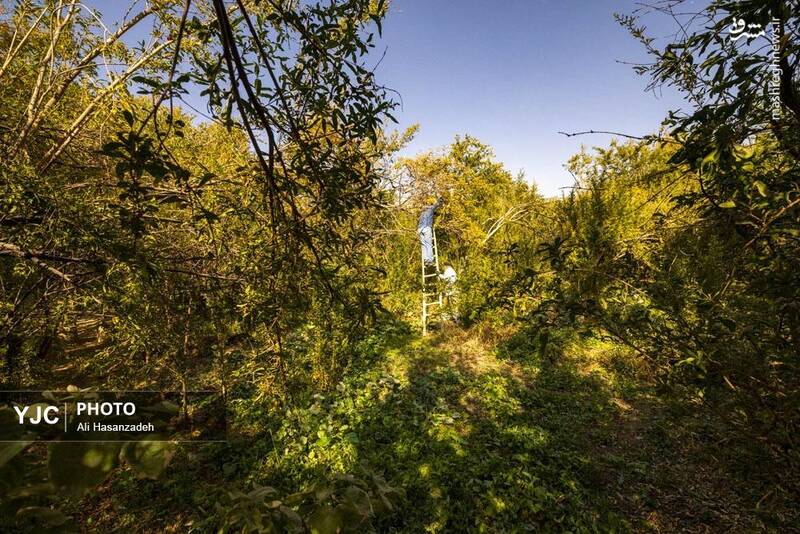 عکس / برداشت انار از باغ‌های یزد 5