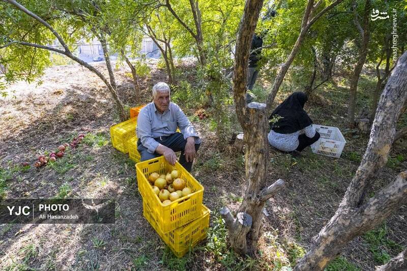 عکس / برداشت انار از باغهای یزد 4