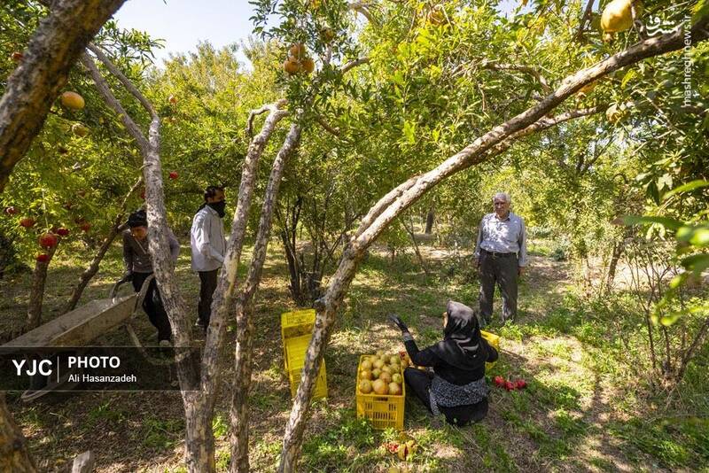 عکس / برداشت انار از باغهای یزد 3