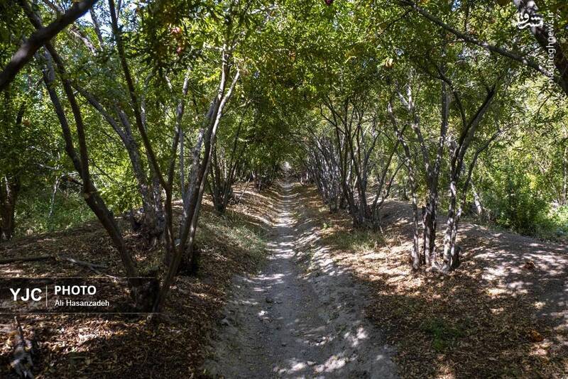 عکس / برداشت انار از باغ‌های یزد 2