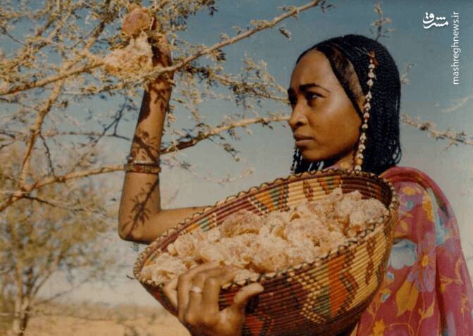 داستان صمغ و خون؛ سودان چگونه غارت شد