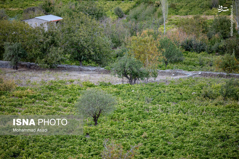 عکس / فصل انگور در "هزاوه" 8