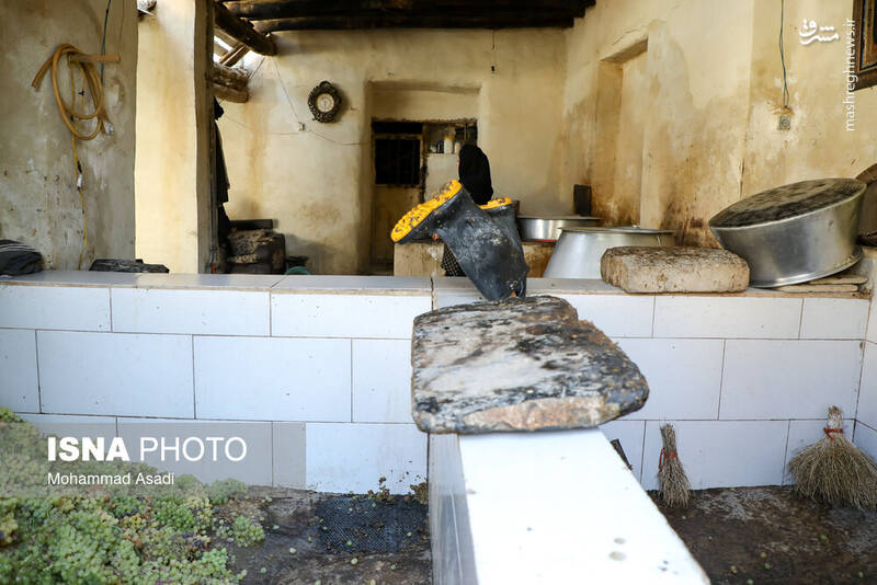 عکس / فصل انگور در "هزاوه" 19