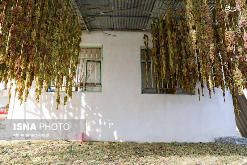 عکس / فصل انگور در "هزاوه" 14