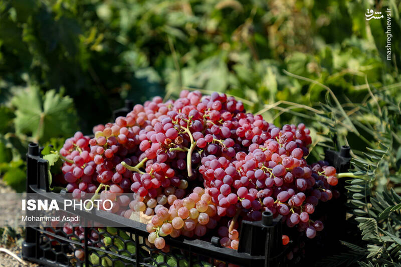 عکس / فصل انگور در "هزاوه" 6