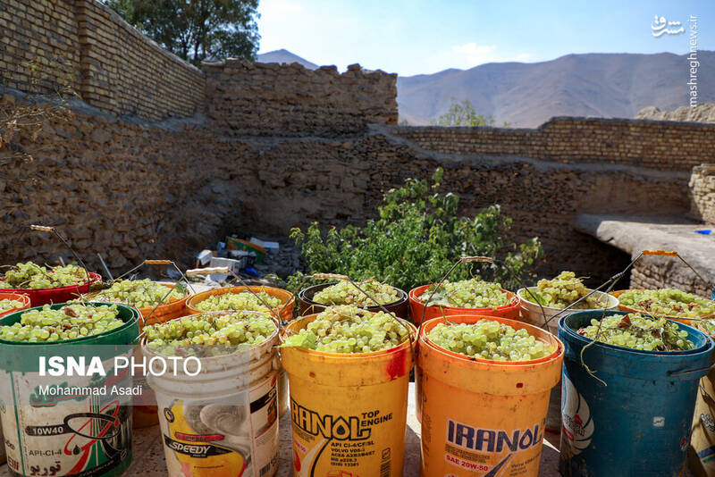 عکس / فصل انگور در "هزاوه" 13