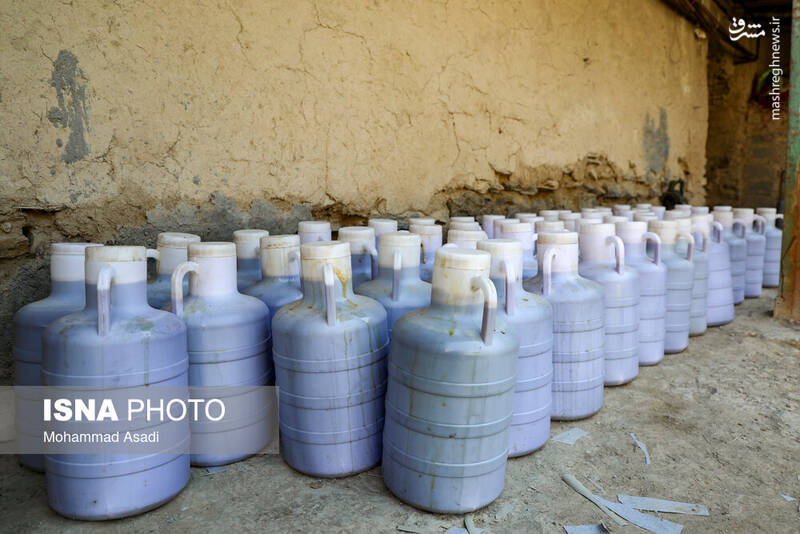 عکس / فصل انگور در "هزاوه" 24