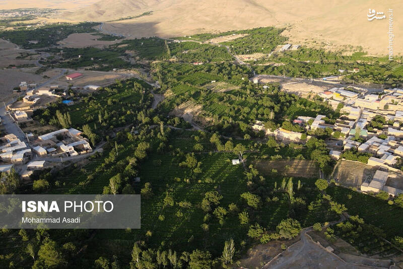 عکس / فصل انگور در "هزاوه" 4