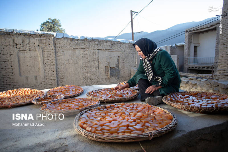 عکس / فصل انگور در "هزاوه" 18