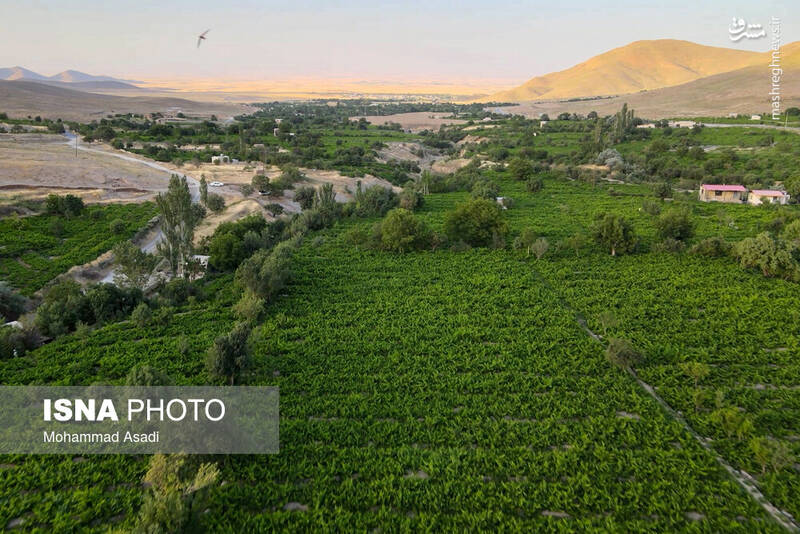 عکس / فصل انگور در "هزاوه" 11