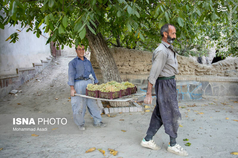 عکس / فصل انگور در "هزاوه" 12