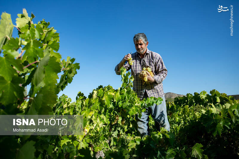 عکس / فصل انگور در "هزاوه" 5