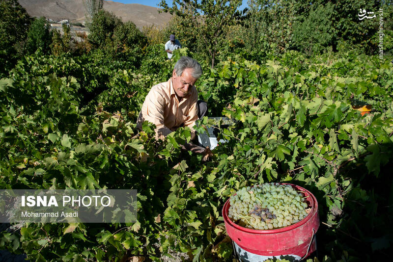 عکس / فصل انگور در "هزاوه" 3