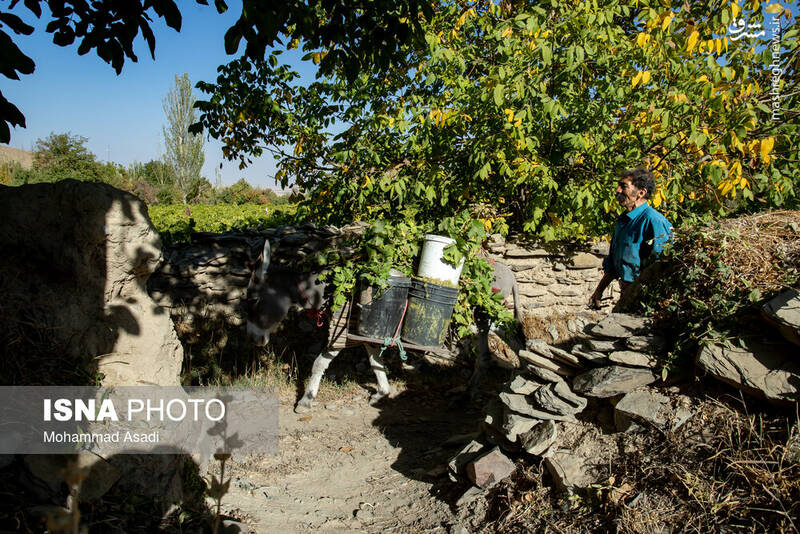 عکس / فصل انگور در "هزاوه" 9