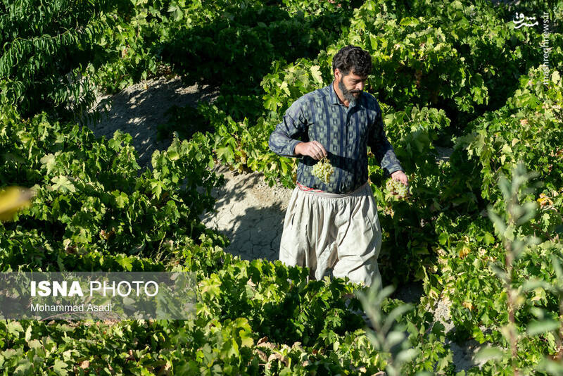 عکس / فصل انگور در "هزاوه" 10