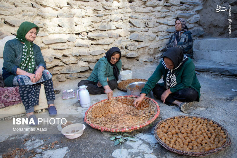 عکس / فصل انگور در "هزاوه" 16