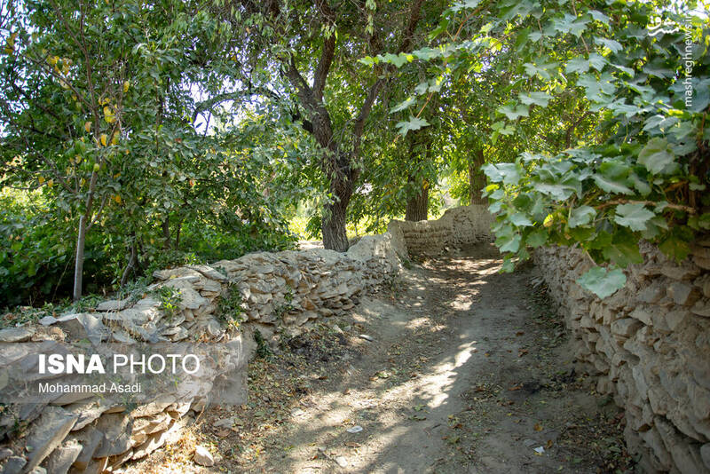 عکس / فصل انگور در "هزاوه" 7