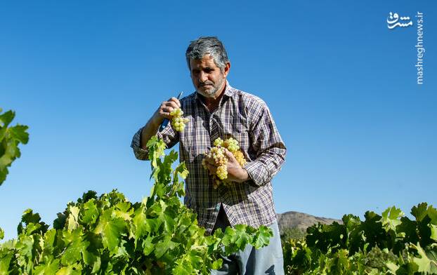 هزاوه،انگور،روستا،منبع،فصل