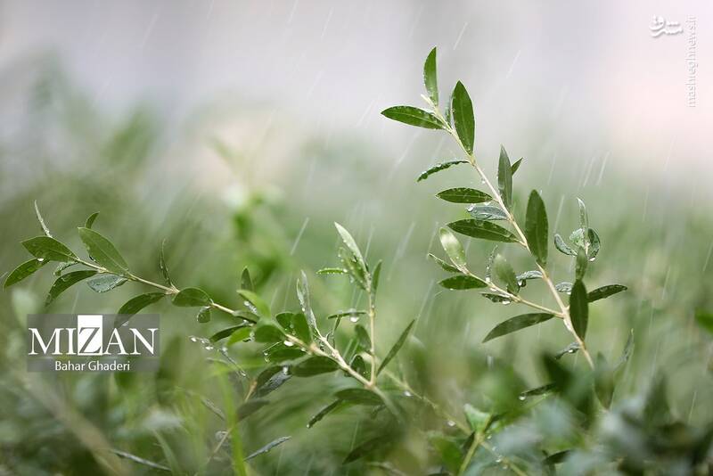 عکس / برداشت زیتون از باغات علی آبادکتول 2